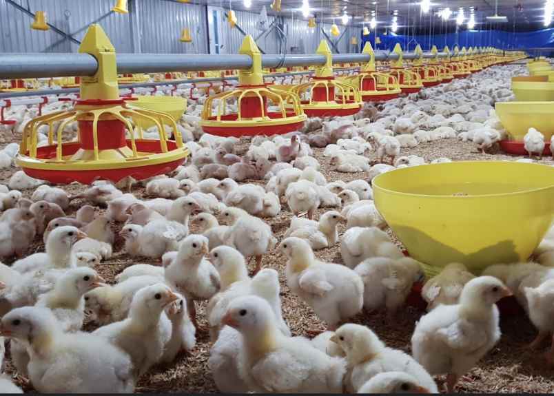 jual kandang ayam model closed house di pati