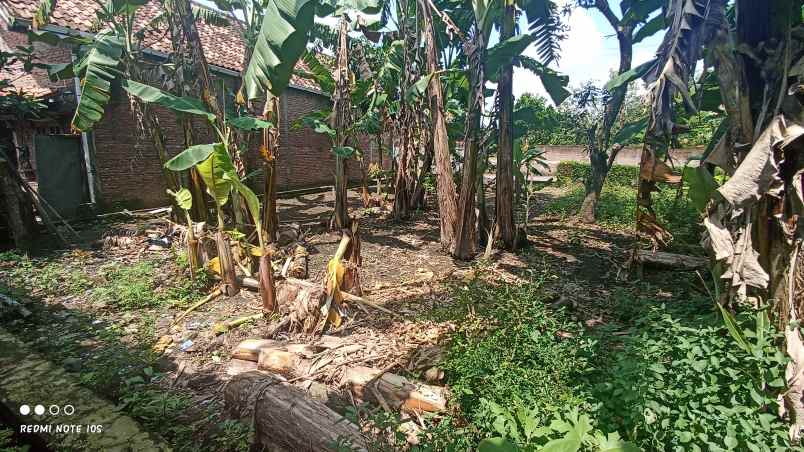 jual tanah di pendem rt 19 sumberlawang sragen