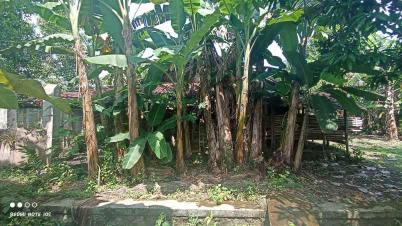 jual tanah di pendem rt 19 sumberlawang sragen