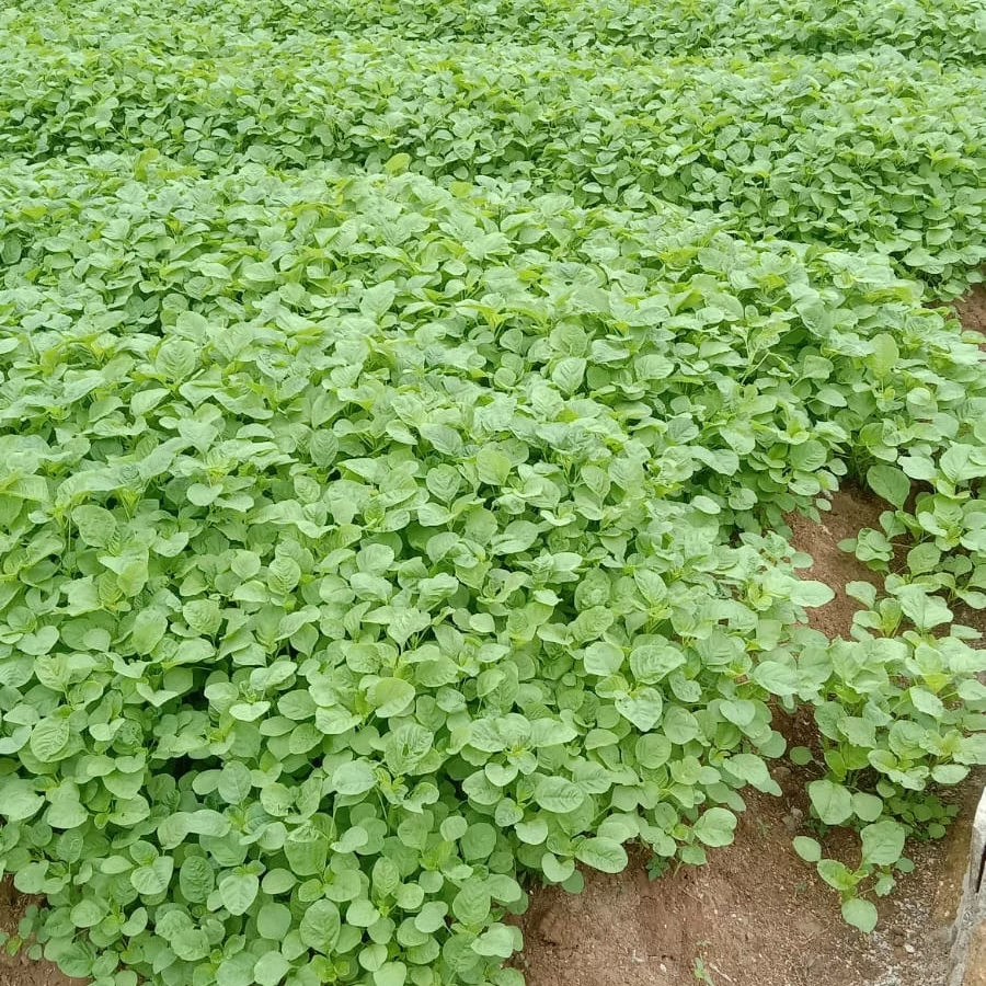 jual tanah plus villa