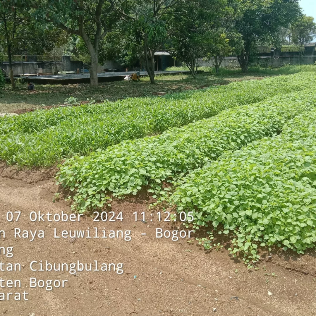 jual tanah plus villa