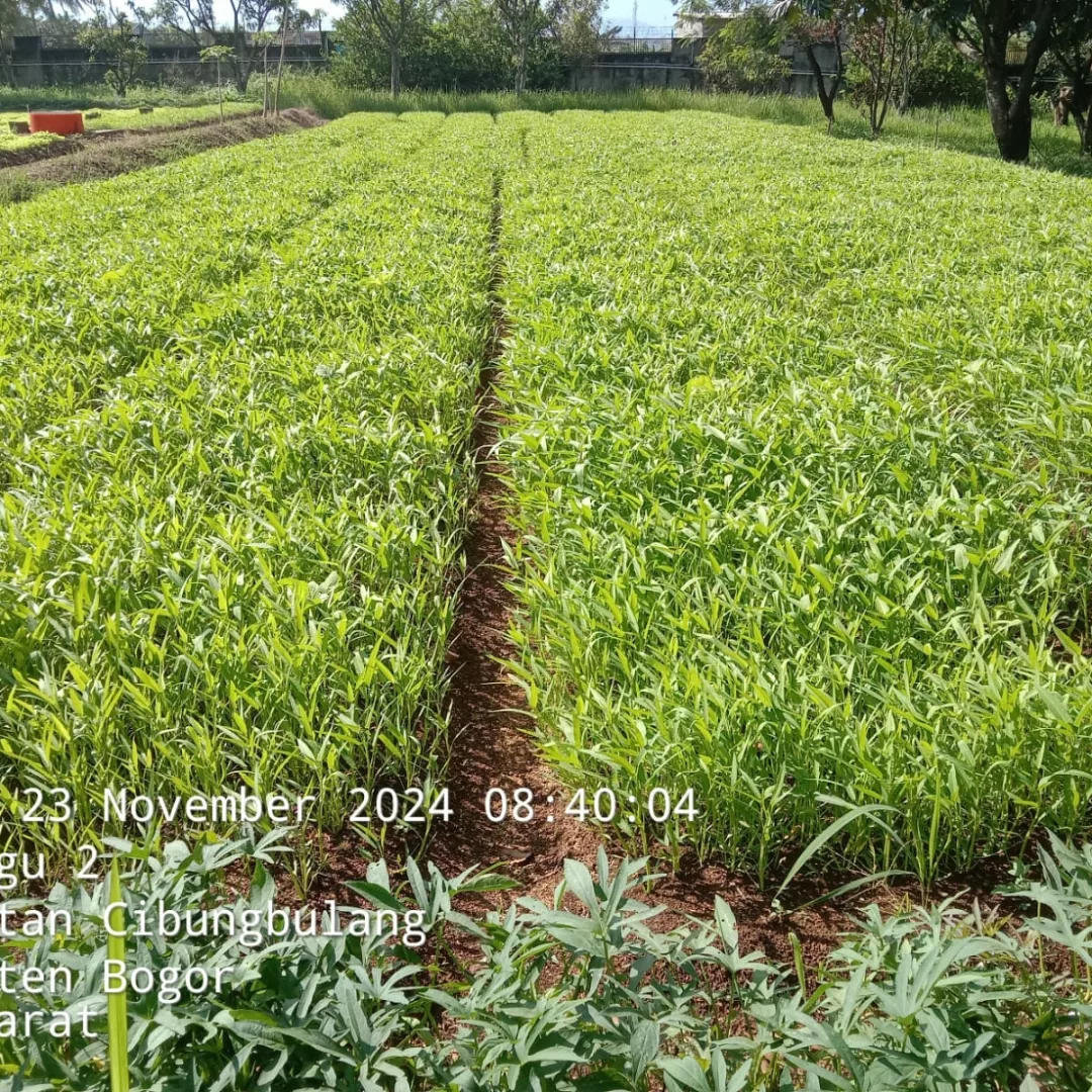 jual tanah plus villa