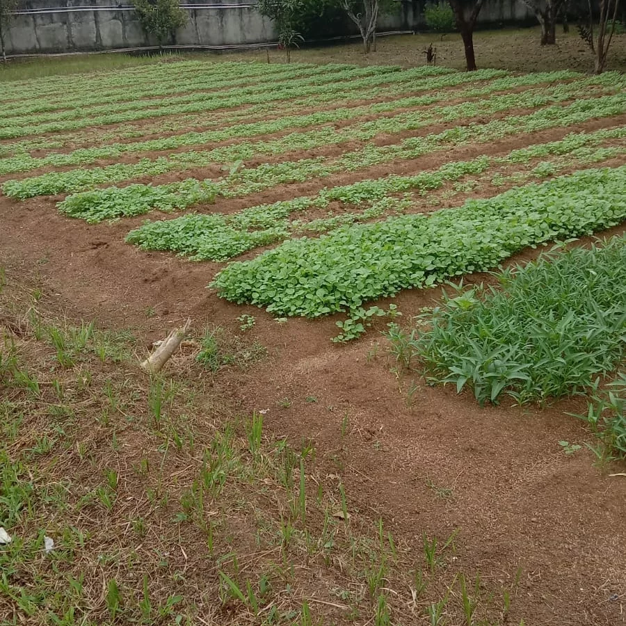 jual tanah plus villa