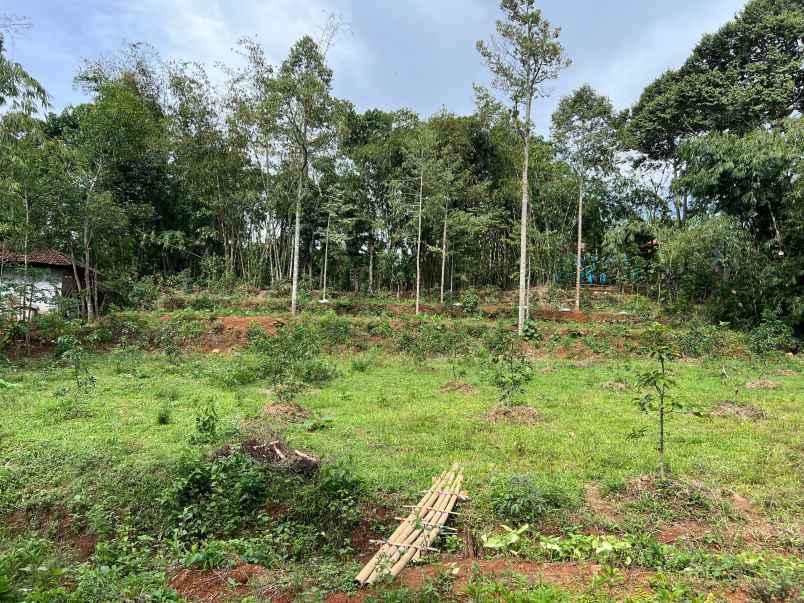 kebun alpukat 2100m udara sejuk karanganyar