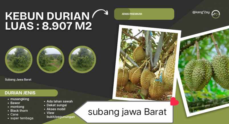kebun durian kalijati subang jawa barat