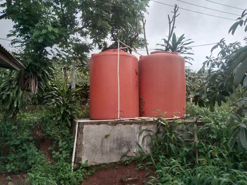 kebun produktif cijambe subang jawa barat