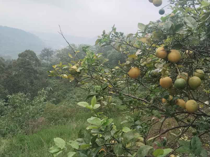 kebun produktif cijambe subang jawa barat
