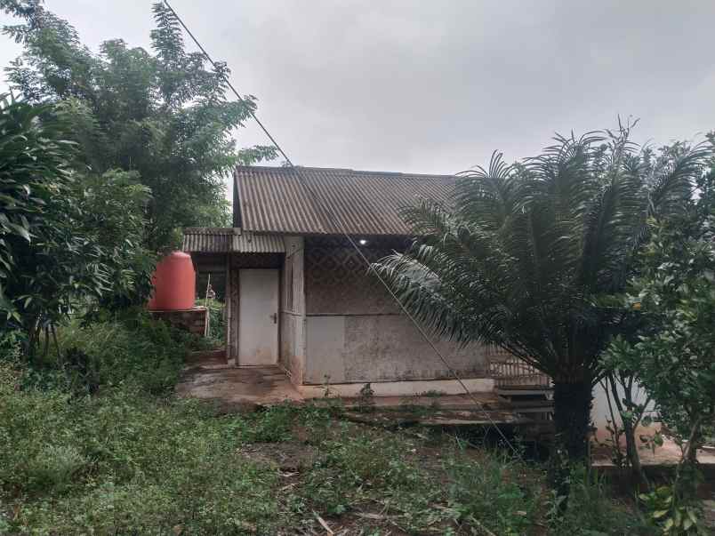 kebun produktif cijambe subang jawa barat