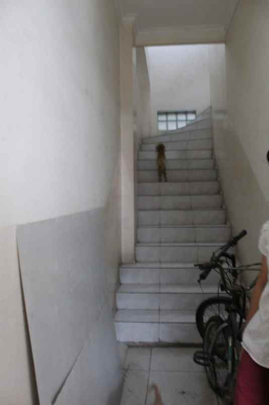 rumah kelapa hybrida kelapa gading