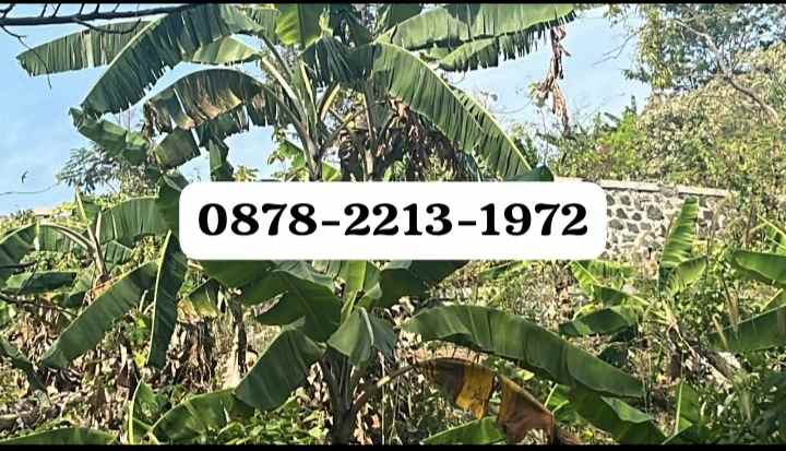 tanah bagus untuk hotel di pelabuham ratu sukabumi