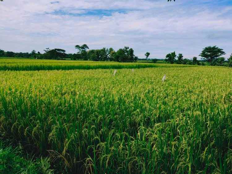 tanah dekat smpn 1 kedawung
