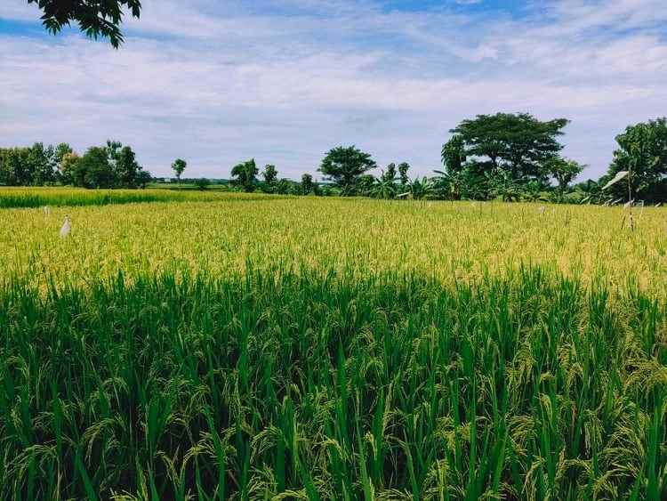 tanah dekat smpn 1 kedawung
