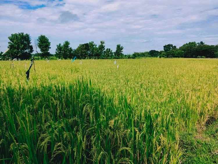 tanah dekat smpn 1 kedawung