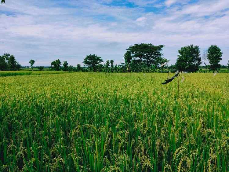 tanah dekat smpn 1 kedawung