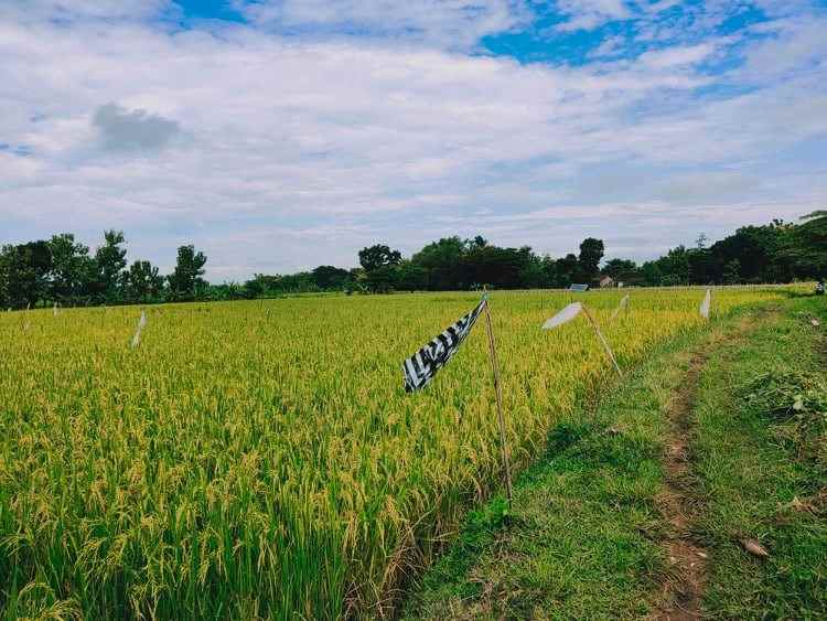 tanah dekat smpn 1 kedawung