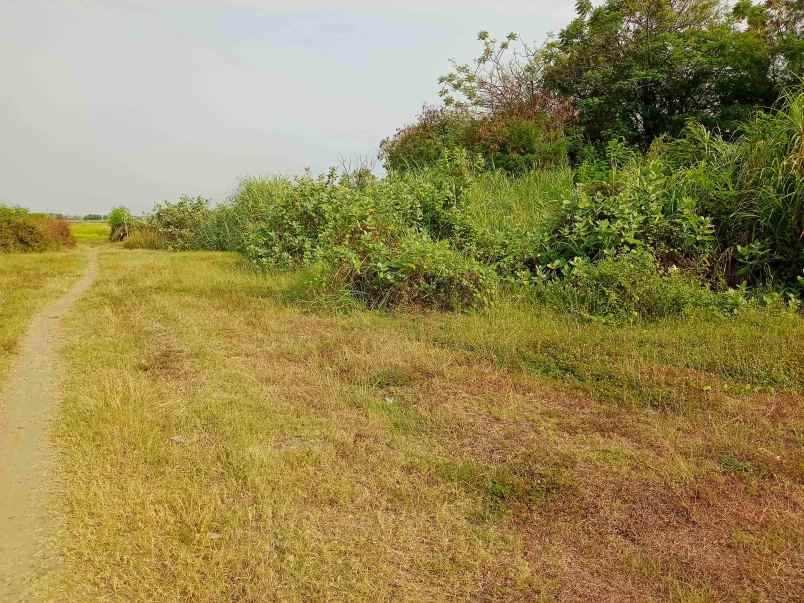 tanah di desa losari lor dusun