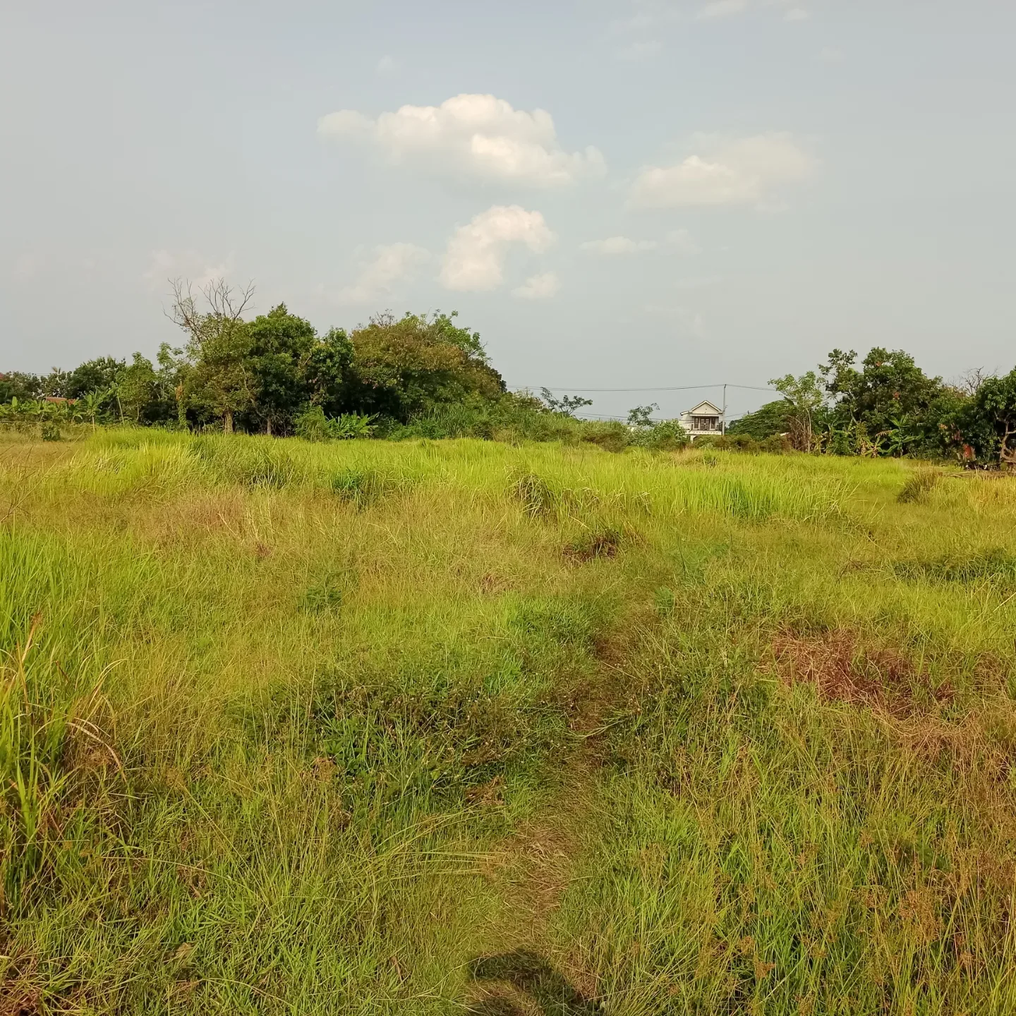 tanah di desa losari lor dusun