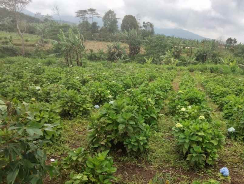 tanah di kedungu view sawah 15 menit dari canggu bali