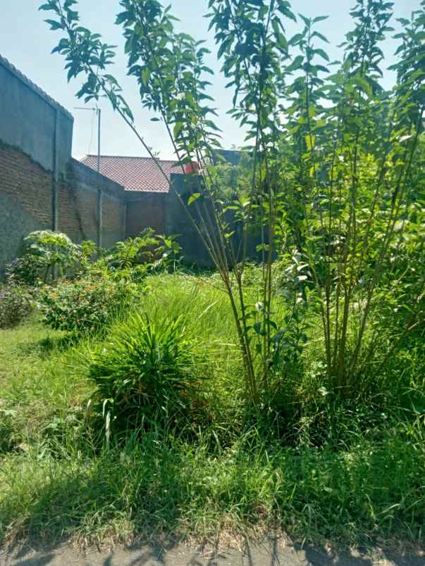 tanah kebun padat dan rata