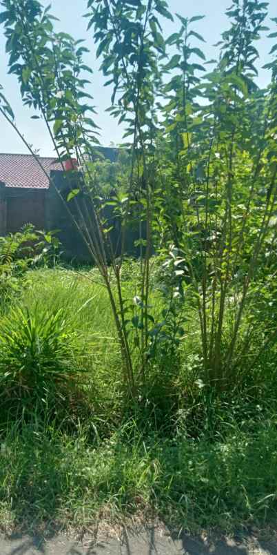 tanah kebun padat dan rata