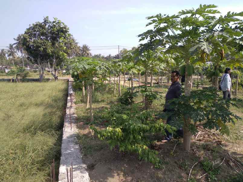 tanah murah shm di srandakan bantul