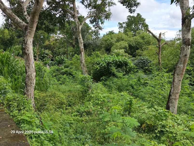 tanah pinggir sungai di padang luwih dalung bali