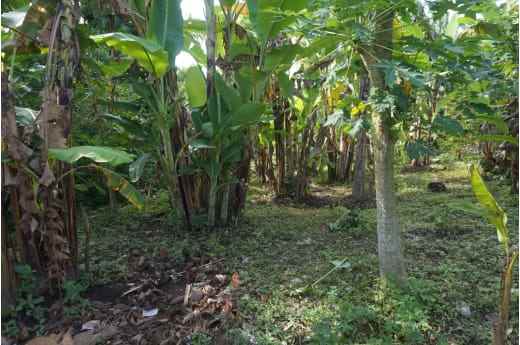 tanah view sungai dan jungle di lodtunduh ubud bali
