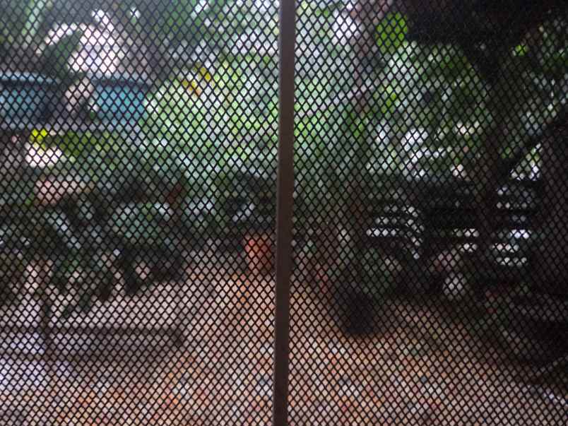 dijual rumah kelapa puyuh kelapa gading
