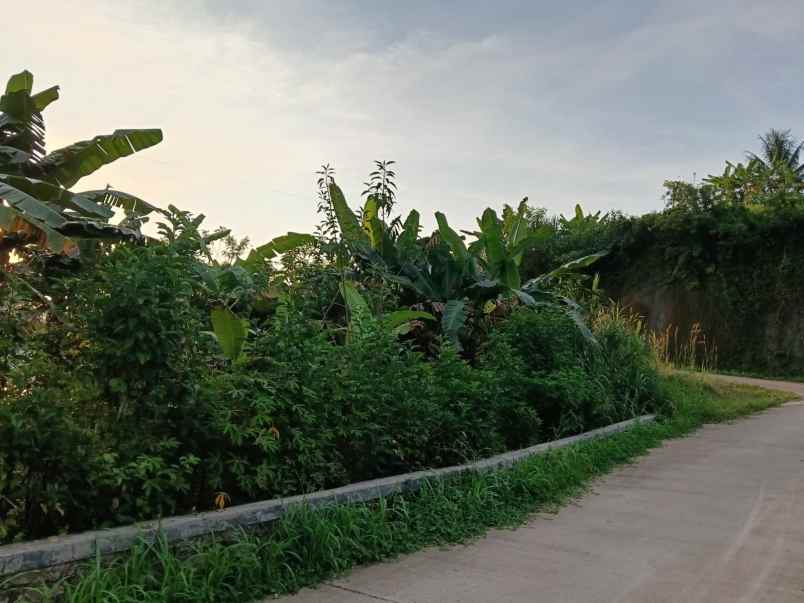 dijual tanah belakang kampus untirta