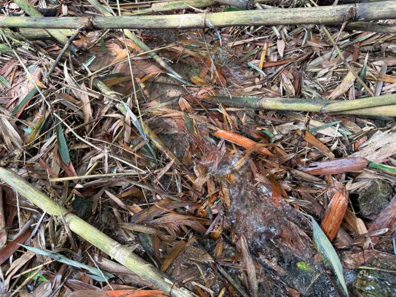 dijual tanah ciampea bogor