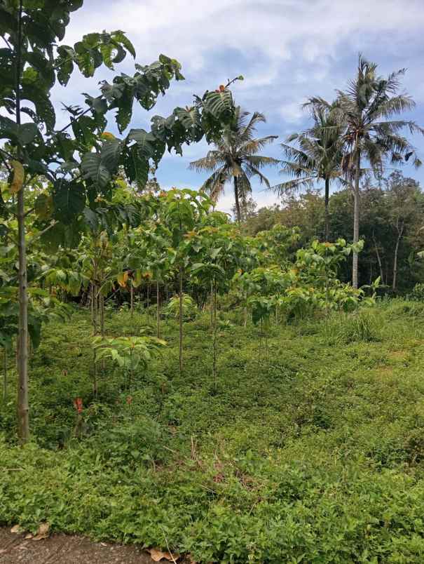 dijual tanah dijual tanah di kp pasir