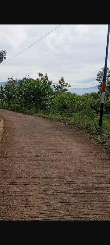 dijual tanah dijual tanah di kp pasir