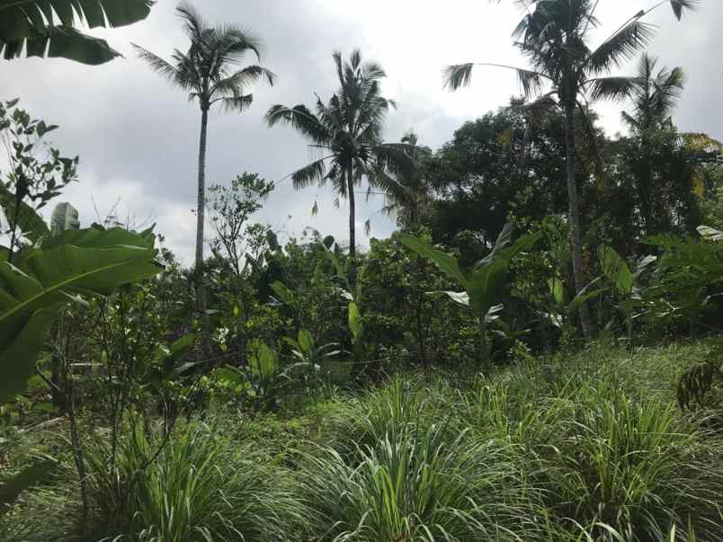 dijual tanah jalan raya payangan