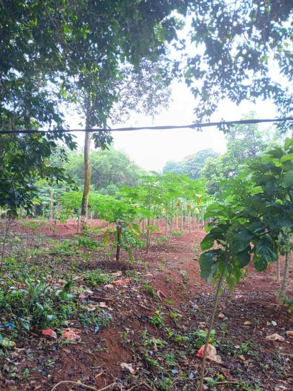 dijual tanah jl raya cikarageman setu