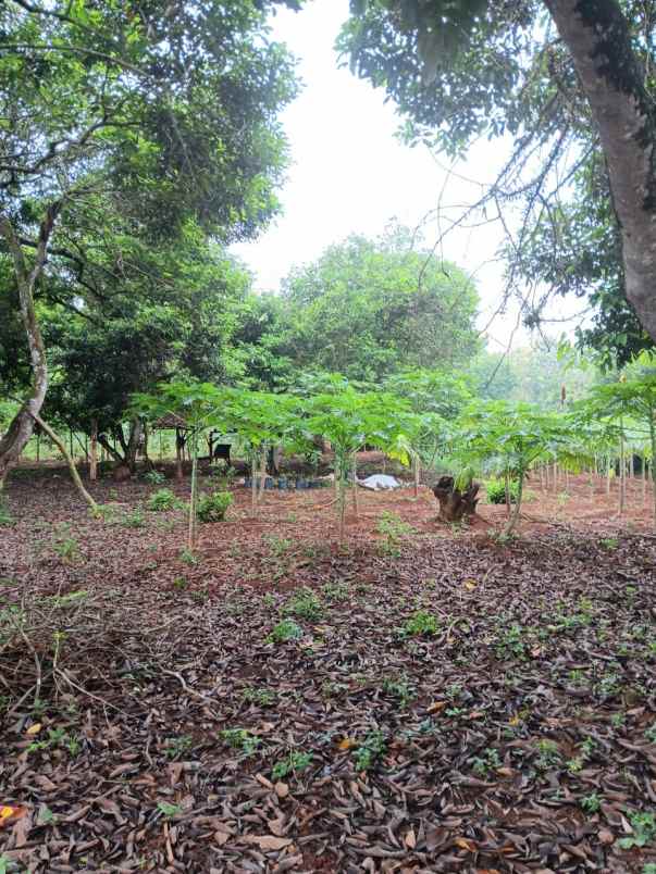 dijual tanah jl raya cikarageman setu