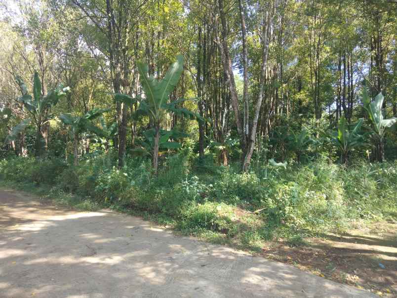 dijual tanah kebun cengkeh udara sejuk