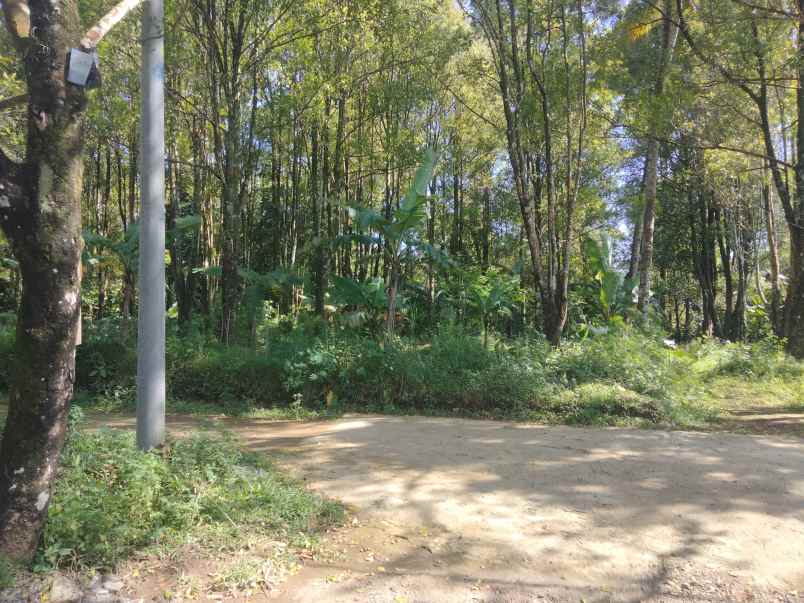 dijual tanah kebun cengkeh udara sejuk