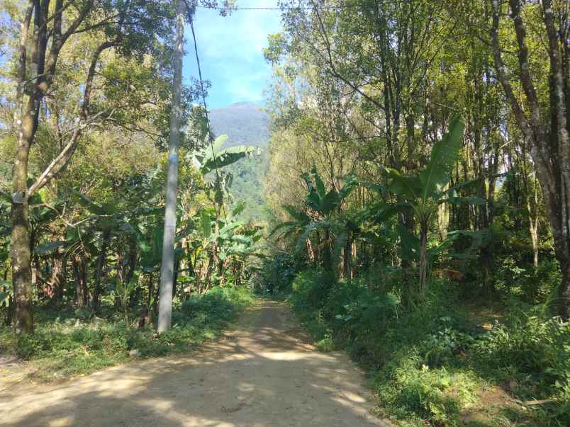 dijual tanah kebun cengkeh udara sejuk