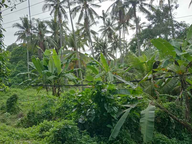 dijual tanah kebun los pantai tempat strategis