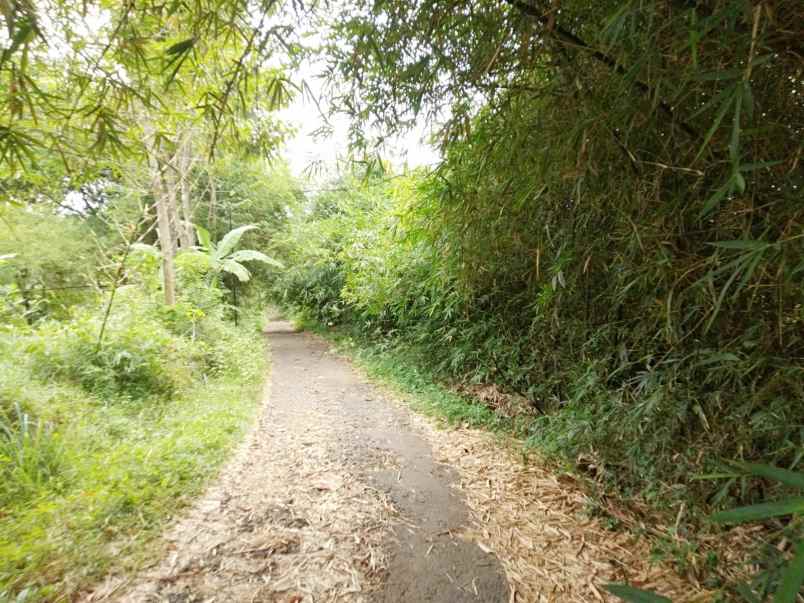 dijual tanah kebun luas dan murah