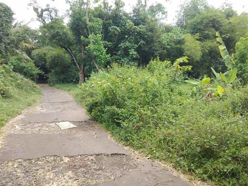 dijual tanah kebun luas dan murah