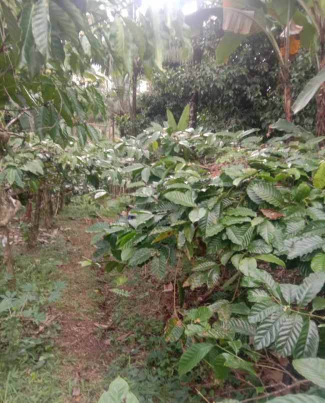 dijual tanah mundeh tabanan bali