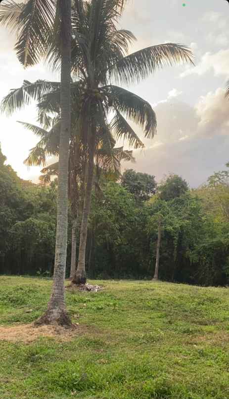 dijual tanah murah hanya 2 menit menuju pantai bonian