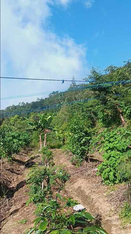 dijual tanah pegadungan sukasada