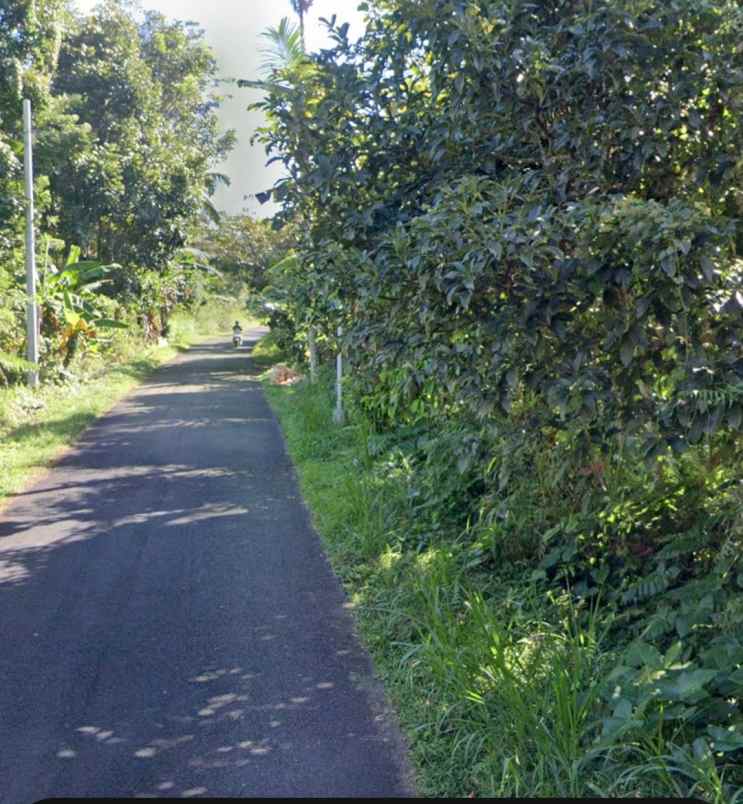 dijual tanah pelaga badung bali