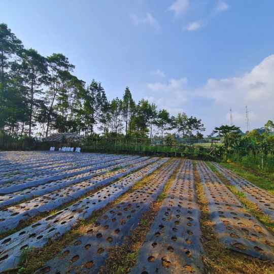 jual kavling villa murah di lembang