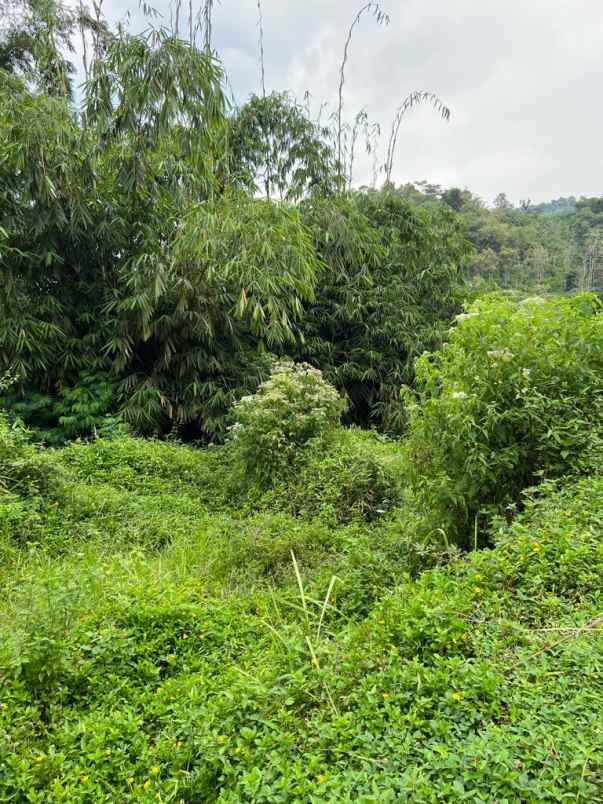 lahan 20 hektare shm potensi wisata perkebunan