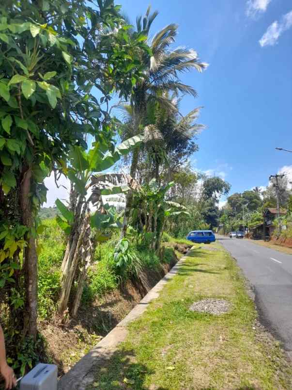 lahan 20 hektare shm potensi wisata perkebunan