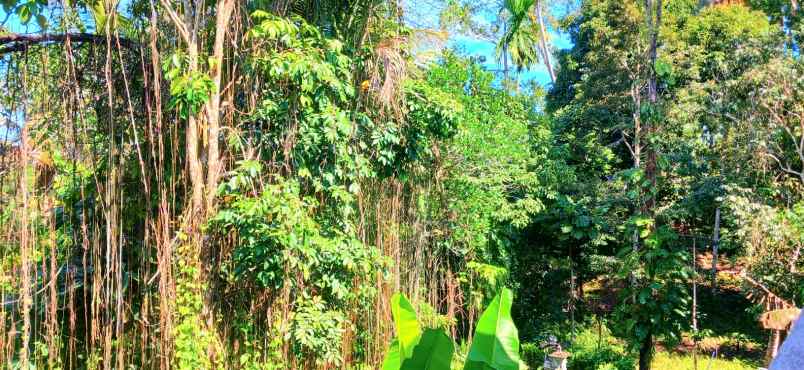 rumah leasehold di selemadeg tabanan bali