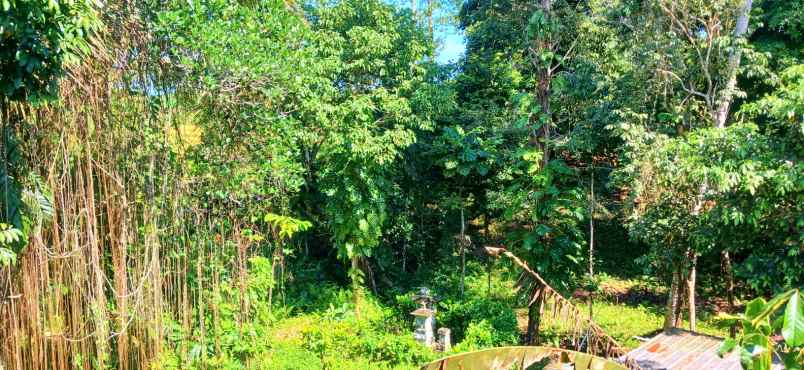 rumah leasehold di selemadeg tabanan bali